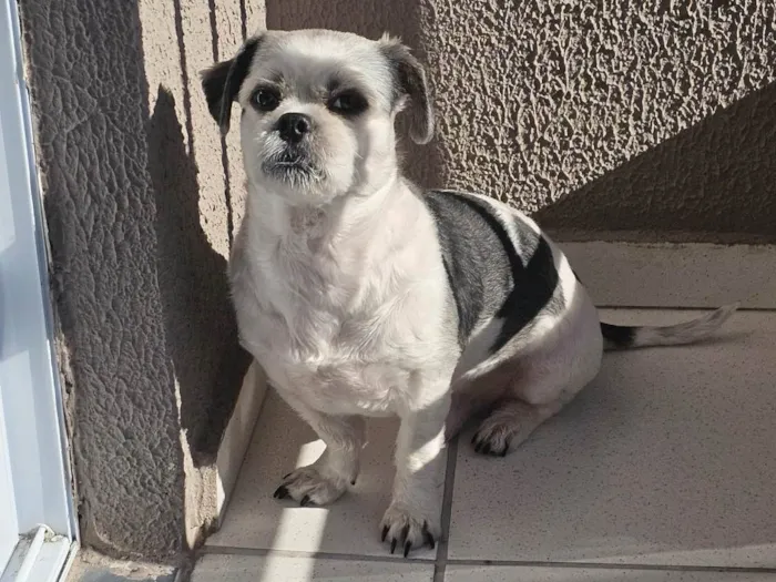 Cachorro ra a Shitzu idade 5 anos nome Tobby