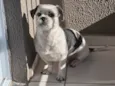 Tobby
