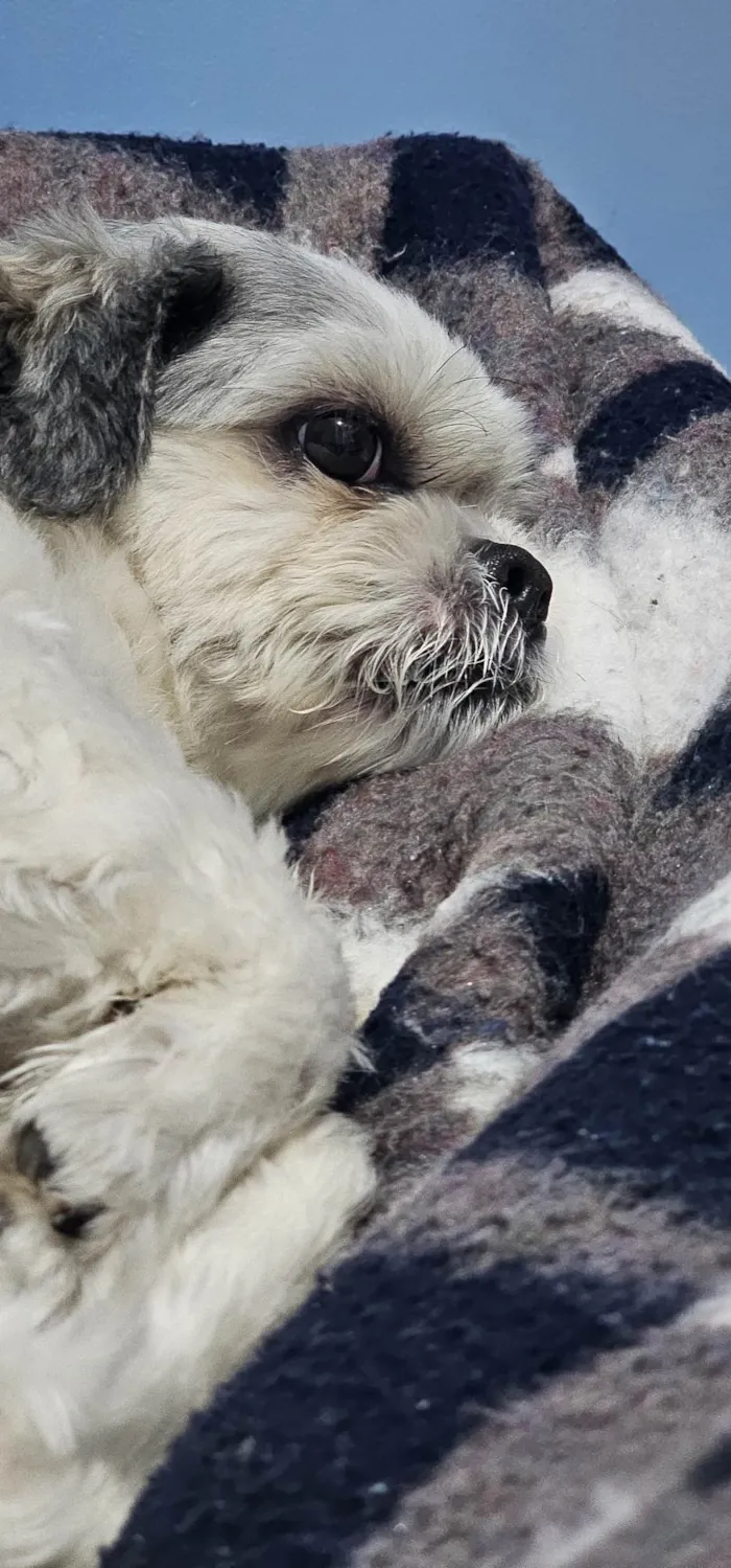 Cachorro ra a Shitzu idade 5 anos nome Tobby