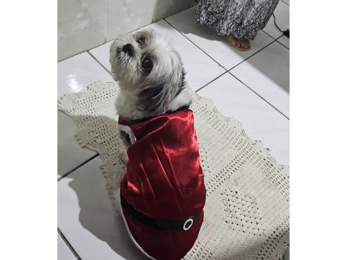 Cachorro ra a Shitzu idade 5 anos nome Tobby