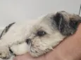 Tobby