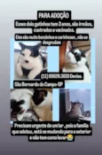 Dois irmãos gatinhos pra adoção 