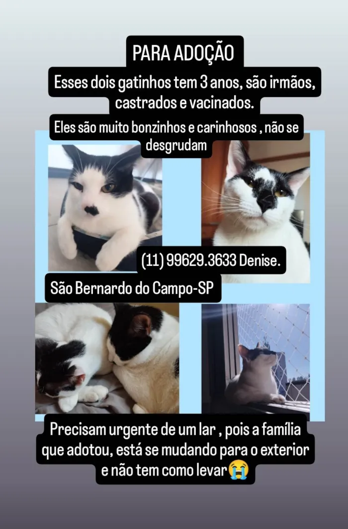 Gato ra a SRD-ViraLata idade 3 anos nome Dois irmãos gatinhos pra adoção 