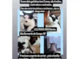 Dois irmãos gatinhos pra adoção 
