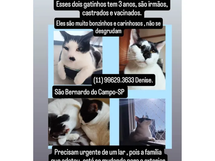Gato ra a SRD-ViraLata idade 3 anos nome Dois irmãos gatinhos pra adoção 