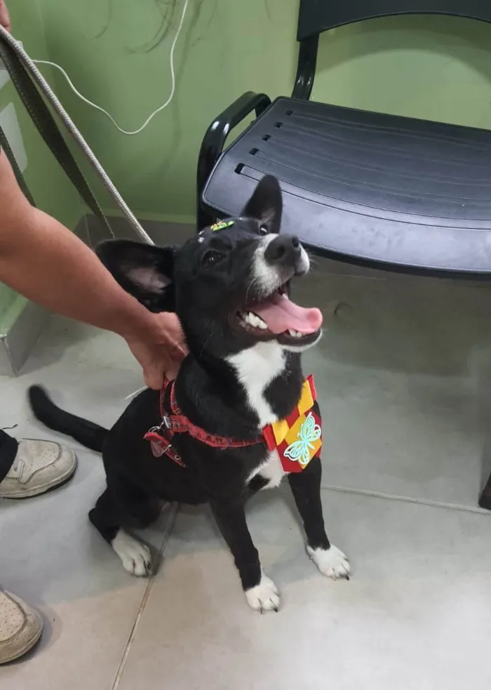 Cachorro ra a SRD-ViraLata idade 7 a 11 meses nome Pérola 