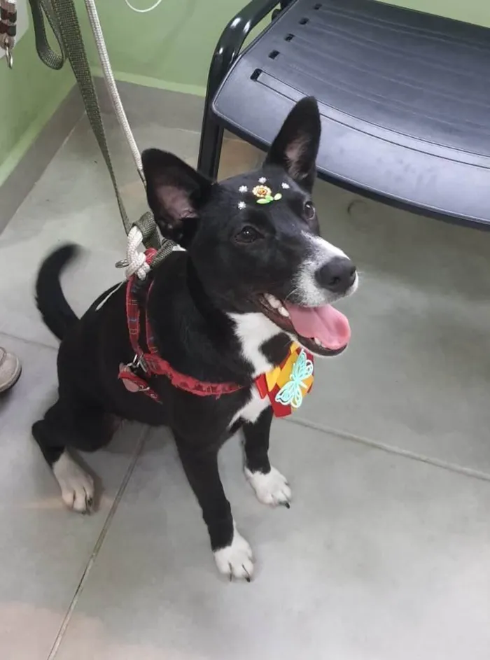 Cachorro ra a SRD-ViraLata idade 7 a 11 meses nome Pérola 