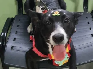 Cachorro raça SRD-ViraLata idade 7 a 11 meses nome Pérola 