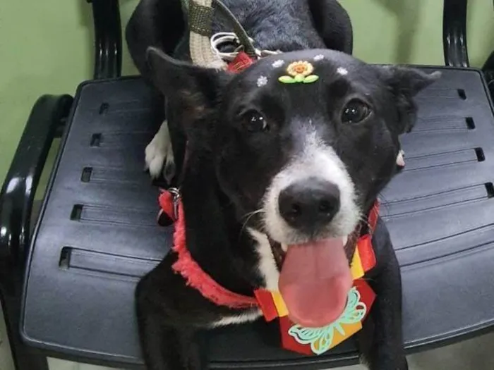 Cachorro ra a SRD-ViraLata idade 7 a 11 meses nome Pérola 