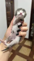 Gatinha (o) com menos de 30 dias