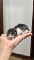 Gatinha (o) com menos de 30 dias