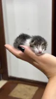 Gatinha (o) com menos de 30 dias