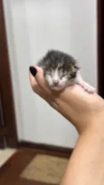 Gatinha (o) com menos de 30 dias 