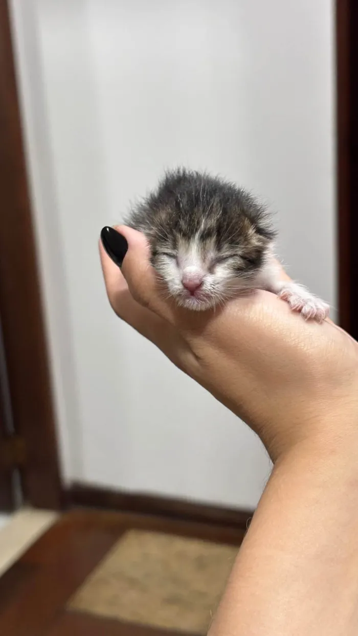 Gato ra a SRD-ViraLata idade Abaixo de 2 meses nome Gatinha (o) com menos de 30 dias 