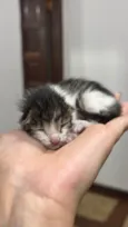 Gatinha (o) com menos de 30 dias
