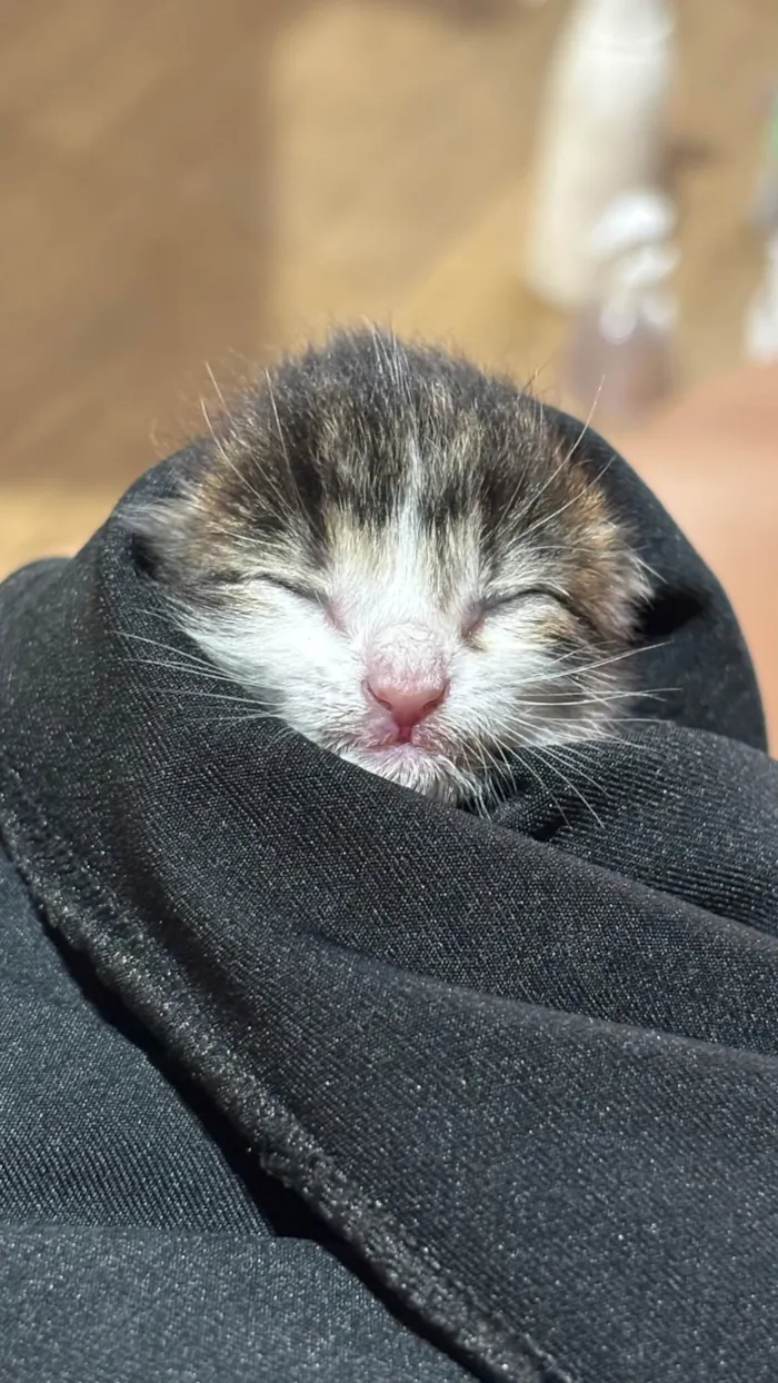 Gato ra a SRD-ViraLata idade Abaixo de 2 meses nome Gatinha (o) com menos de 30 dias 