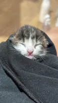 Gatinha (o) com menos de 30 dias