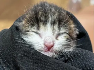 Gato raça SRD-ViraLata idade Abaixo de 2 meses nome Gatinha (o) com menos de 30 dias 