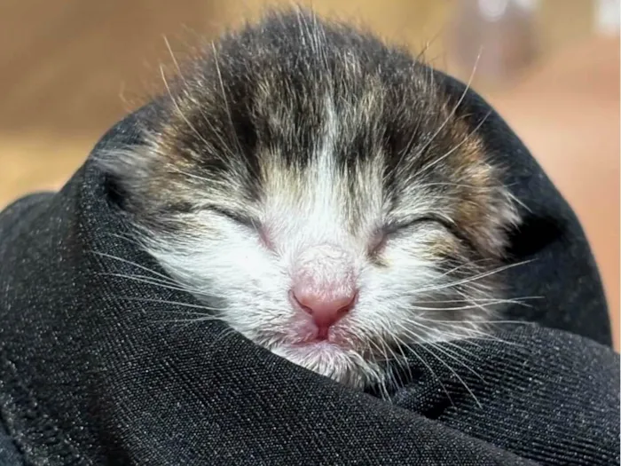Gato ra a SRD-ViraLata idade Abaixo de 2 meses nome Gatinha (o) com menos de 30 dias 