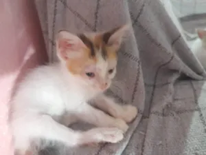 Gato raça SRD-ViraLata idade Abaixo de 2 meses nome Filhotes de gatos fêmeas e machos