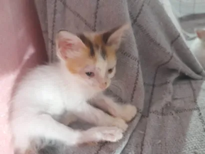 Gato raça SRD-ViraLata idade Abaixo de 2 meses nome Filhotes de gatos fêmeas e machos