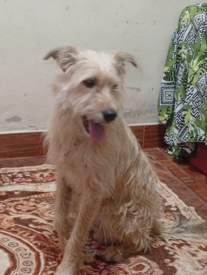 Cachorro ra a SRD-ViraLata idade 6 ou mais anos nome Adila santos jesus 