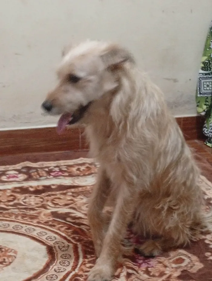 Cachorro ra a SRD-ViraLata idade 6 ou mais anos nome Adila santos jesus 