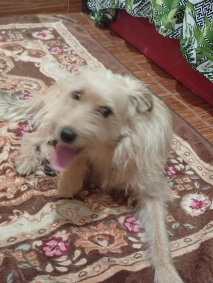 Cachorro ra a SRD-ViraLata idade 6 ou mais anos nome Adila santos jesus 