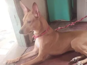 Cachorro raça SRD-ViraLata idade 2 a 6 meses nome Zeus