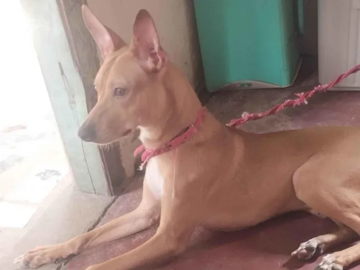 Cachorro ra a SRD-ViraLata idade 2 a 6 meses nome Zeus