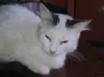 Dorinha