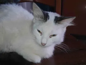Gato raça Siamês idade 2 anos nome Dorinha