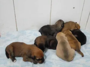 Cachorro raça SRD-ViraLata idade Abaixo de 2 meses nome Fêmeas filhotes 