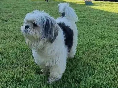 Cachorro raça Shitzu idade 5 anos nome Tobby