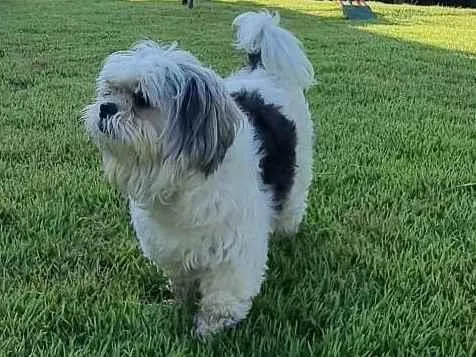 Cachorro ra a Shitzu idade 5 anos nome Tobby