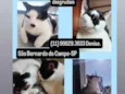 Dois irmãos gatinhos pra adoção 
