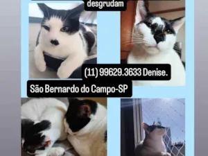 Gato raça SRD-ViraLata idade 3 anos nome Dois irmãos gatinhos pra adoção 