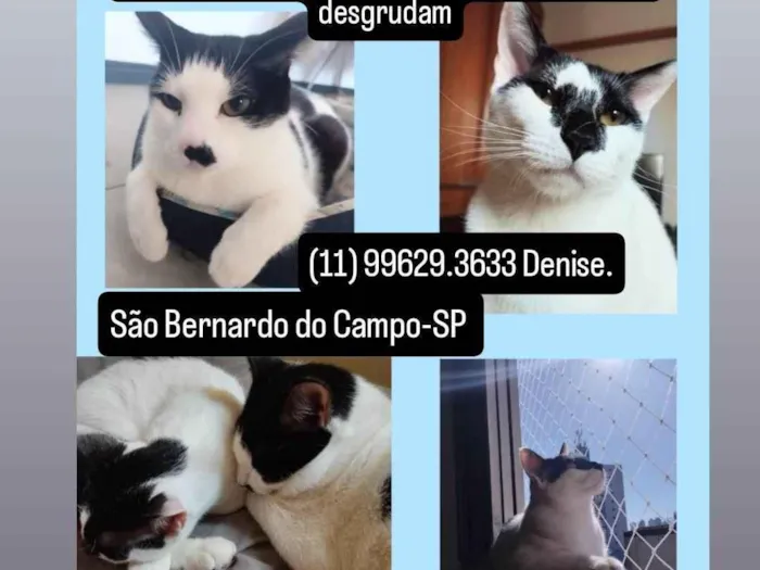 Gato ra a SRD-ViraLata idade 3 anos nome Dois irmãos gatinhos pra adoção 
