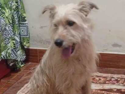 Cachorro raça SRD-ViraLata idade 6 ou mais anos nome Adila santos jesus 