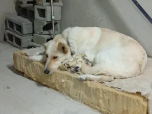 Cachorro raça SRD-ViraLata idade 7 a 11 meses nome Branco 