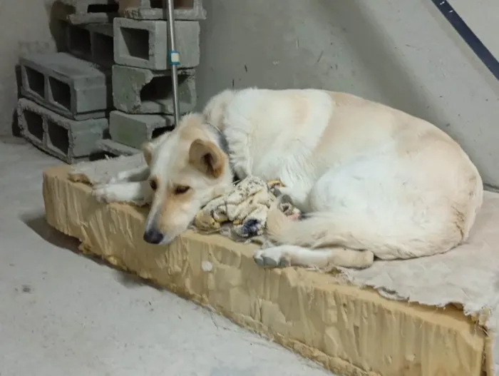 Cachorro ra a SRD-ViraLata idade 7 a 11 meses nome Branco 