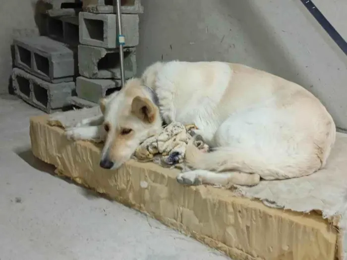 Cachorro ra a SRD-ViraLata idade 7 a 11 meses nome Branco 