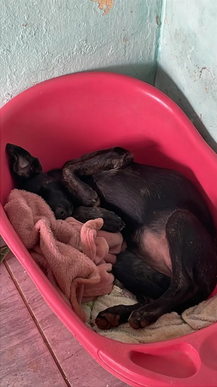 Cachorro ra a SRD-ViraLata idade 7 a 11 meses nome Átila 
