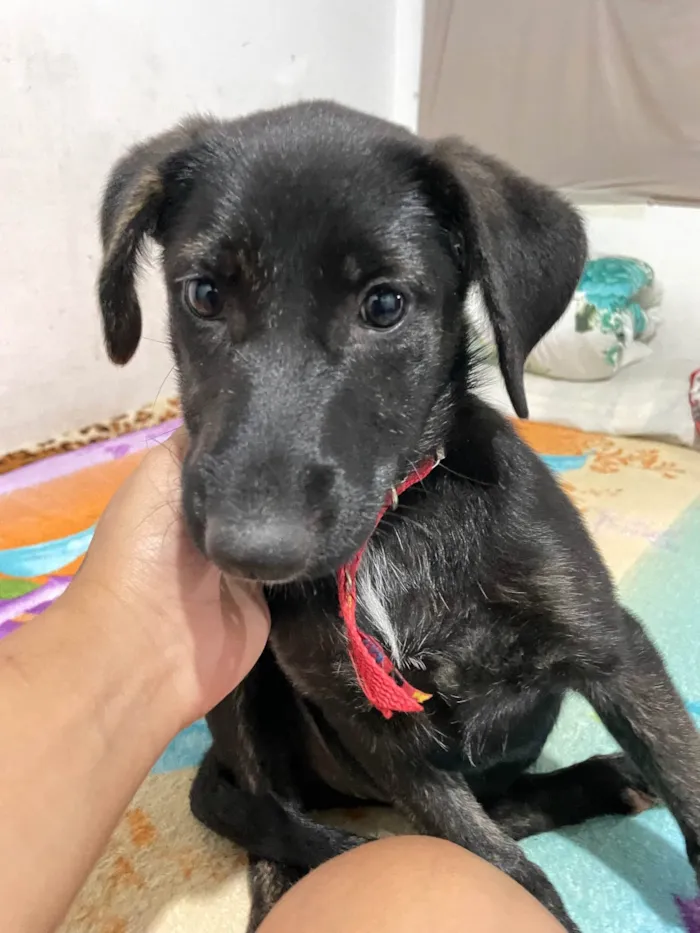 Cachorro ra a SRD-ViraLata idade 7 a 11 meses nome Átila 