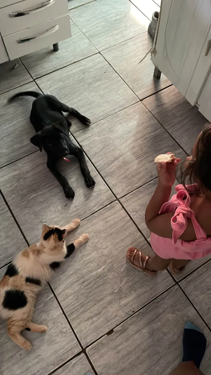 Cachorro ra a SRD-ViraLata idade 7 a 11 meses nome Átila 