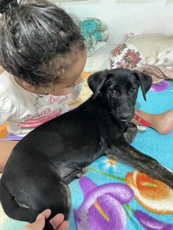 Cachorro ra a SRD-ViraLata idade 7 a 11 meses nome Átila 