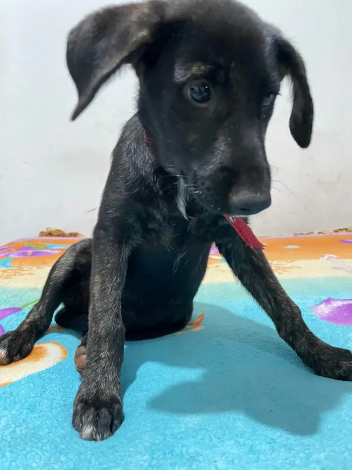 Cachorro ra a SRD-ViraLata idade 7 a 11 meses nome Átila 