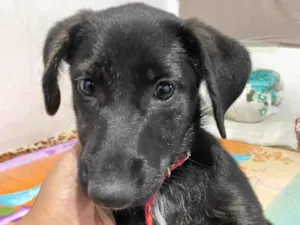 Cachorro raça SRD-ViraLata idade 7 a 11 meses nome Átila 