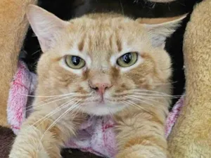 Gato raça SRD-ViraLata idade 2 anos nome Garfield
