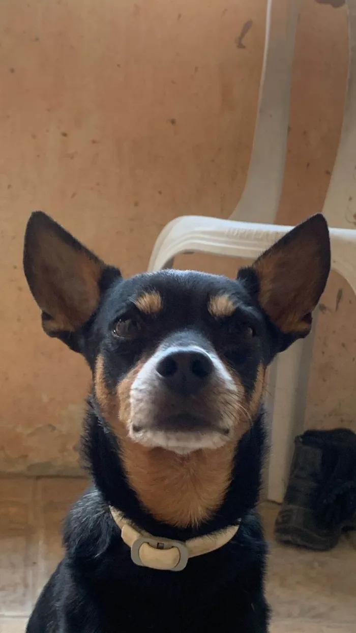 Cachorro ra a Pinscher idade 6 ou mais anos nome Godoy